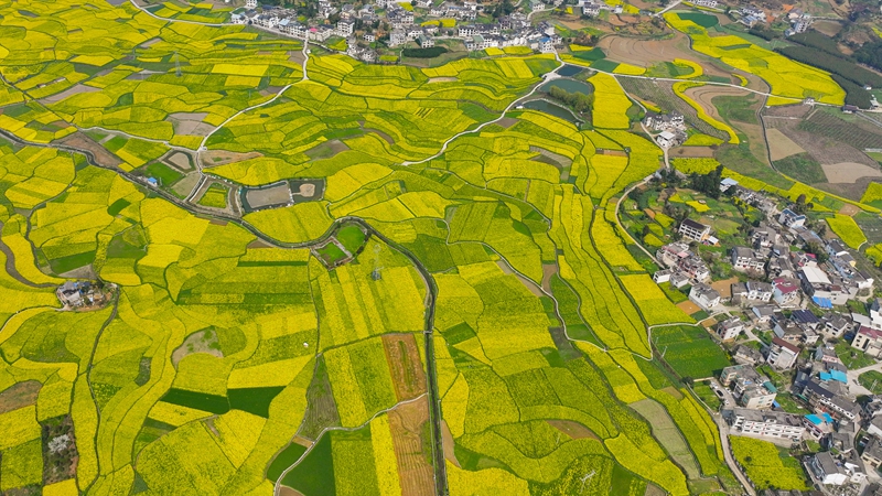 金沙县岩孔街道油菜花海（雷昶  摄）.jpg