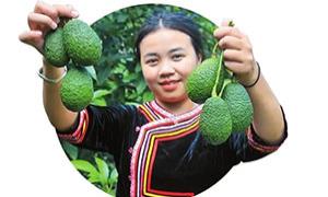 牛油果点“绿”成“金”，“土特产”越来越“牛”！